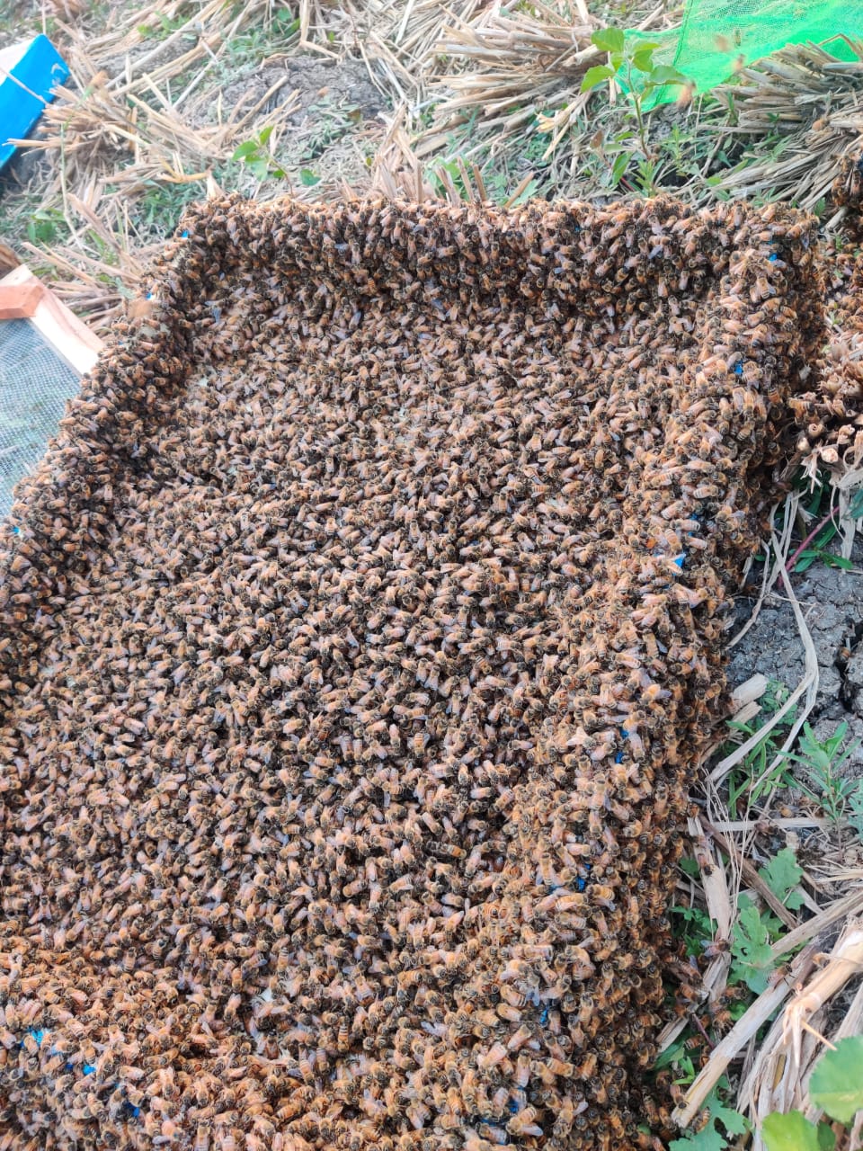 Bees
